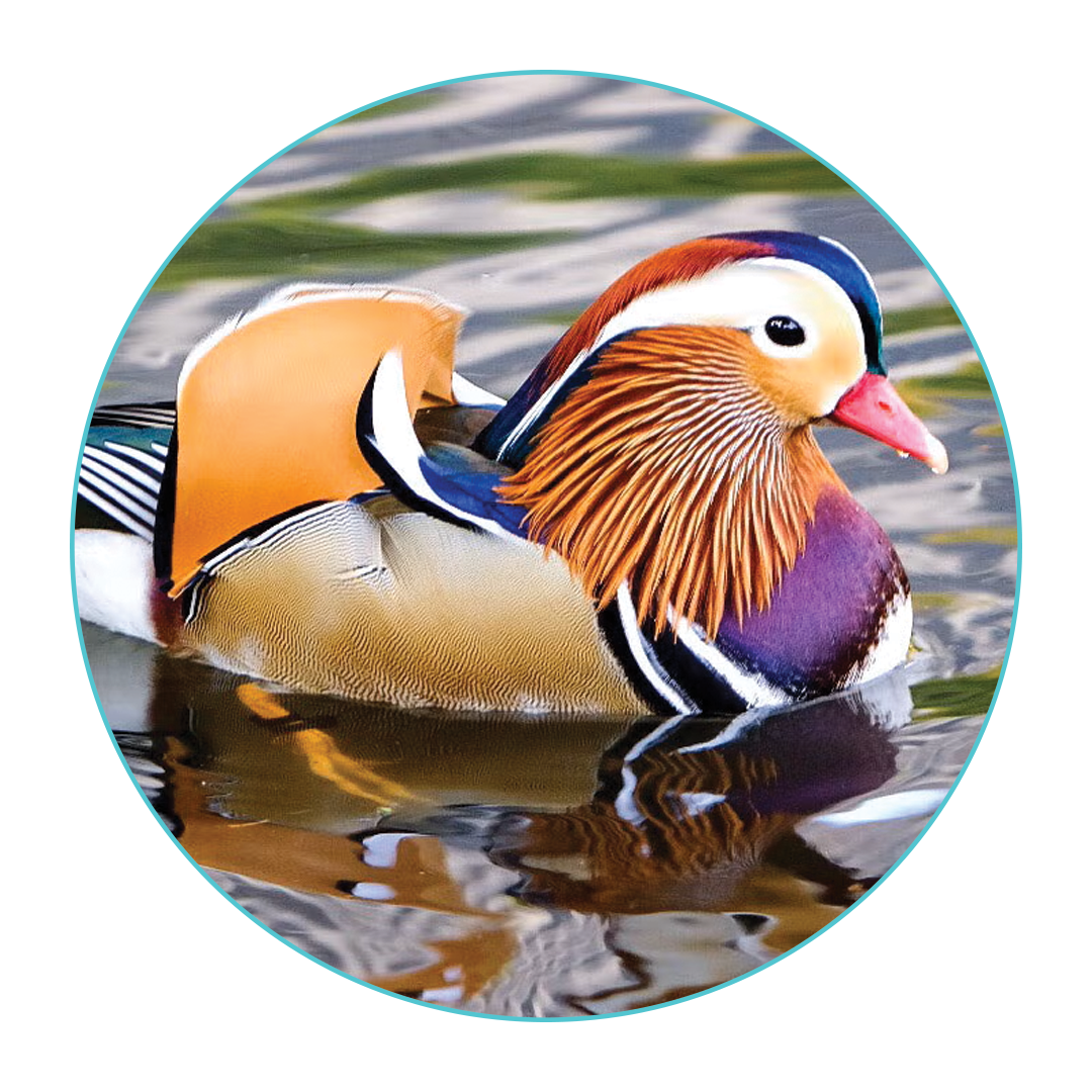 Mandarin Duck